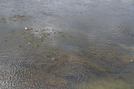 Crişul cel jegos! Din cauza secetei şi caniculei, Crişul Repede mai mult bălteşte decât curge şi s-a umplut de alge şi gunoaie (FOTO/VIDEO)