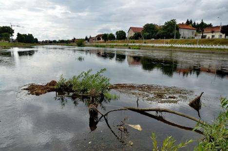 Crişul cel jegos! Din cauza secetei şi caniculei, Crişul Repede mai mult bălteşte decât curge şi s-a umplut de alge şi gunoaie (FOTO/VIDEO)