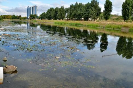 Crişul cel jegos! Din cauza secetei şi caniculei, Crişul Repede mai mult bălteşte decât curge şi s-a umplut de alge şi gunoaie (FOTO/VIDEO)