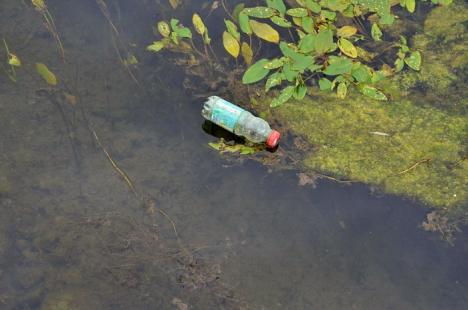 Crişul cel jegos! Din cauza secetei şi caniculei, Crişul Repede mai mult bălteşte decât curge şi s-a umplut de alge şi gunoaie (FOTO/VIDEO)