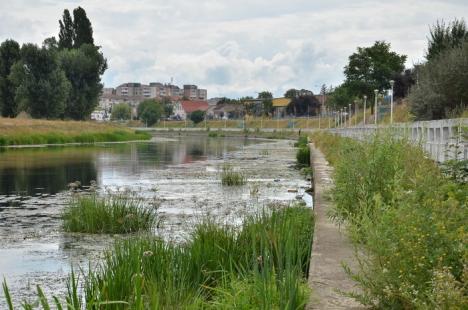 Crişul cel jegos! Din cauza secetei şi caniculei, Crişul Repede mai mult bălteşte decât curge şi s-a umplut de alge şi gunoaie (FOTO/VIDEO)