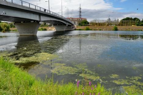 Crişul cel jegos! Din cauza secetei şi caniculei, Crişul Repede mai mult bălteşte decât curge şi s-a umplut de alge şi gunoaie (FOTO/VIDEO)