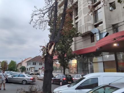 Vremea rea face pagube în Oradea: Copac căzut peste o casă, alți arbori au distrus maşini (FOTO / VIDEO)