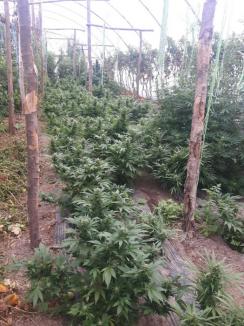 Doi frați din Tinca, prinşi cu cultură de cannabis în solariu: Peste 150 de plante şi aproape 5 kilograme de droguri au fost ridicate de procurori şi poliţişti (FOTO / VIDEO)