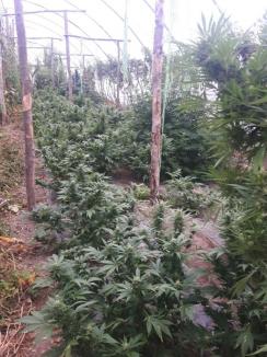 Doi frați din Tinca, prinşi cu cultură de cannabis în solariu: Peste 150 de plante şi aproape 5 kilograme de droguri au fost ridicate de procurori şi poliţişti (FOTO / VIDEO)