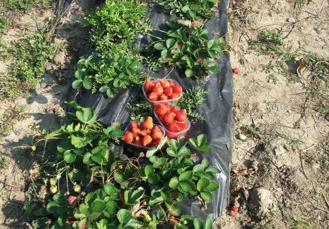 Bătaie între căpșunari: Circa 100 de români și ucraineni s-au încăierat la o fermă din Germania