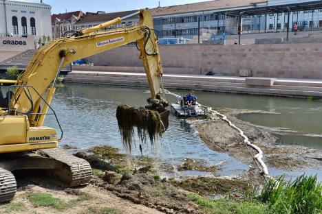 450 de tone de resturi vegetale, adunate din albia Crișului Repede, în Oradea (FOTO/VIDEO)