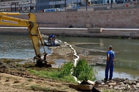 450 de tone de resturi vegetale, adunate din albia Crișului Repede, în Oradea (FOTO/VIDEO)