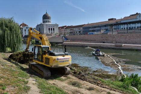 450 de tone de resturi vegetale, adunate din albia Crișului Repede, în Oradea (FOTO/VIDEO)