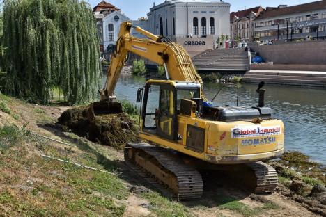 450 de tone de resturi vegetale, adunate din albia Crișului Repede, în Oradea (FOTO/VIDEO)