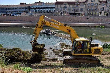 450 de tone de resturi vegetale, adunate din albia Crișului Repede, în Oradea (FOTO/VIDEO)