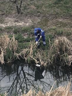 Curăţenie pe Peţa: Pârâul orădean este igienizat şi decolmatat de angajaţii ABA Crişuri (FOTO)