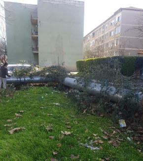 Curățenie de primăvară, în Oradea: Cartierele din care se mai ridică deșeurile vegetale
