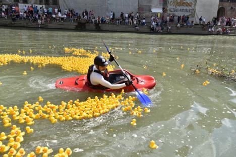 Cursa mac-mac. 4.000 de rățuște din cauciuc s-au „întrecut” pe Crișul Repede, în Oradea, încurajate de o mulțime de oameni (FOTO/VIDEO)