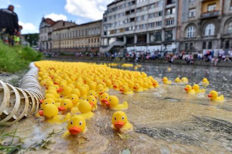 Cursa mac-mac. 4.000 de rățuște din cauciuc s-au „întrecut” pe Crișul Repede, în Oradea, încurajate de o mulțime de oameni (FOTO/VIDEO)