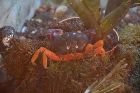 Şerpi, tarantule şi plante carnivore, expuse la Muzeul Aurel Lazăr (FOTO)