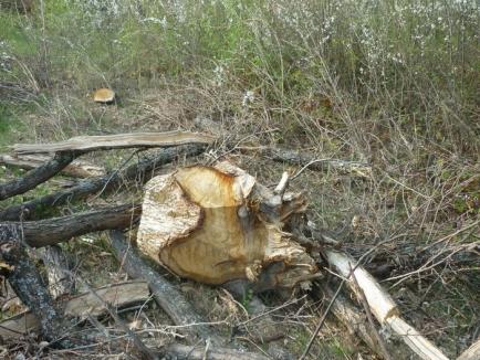 Ocol la procurori: Opt funcţionari vor fi daţi pe mâna anchetatorilor în cazul pădurilor furate (FOTO)