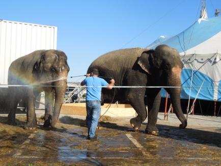 Elefanţii au "parcat" la Lotus Center! Circul Gartner, din nou la Oradea (FOTO)