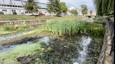 Pregătiri împotriva inundațiilor: ABA decolmatează valea Nimăiești, în Beiuș (FOTO/VIDEO)