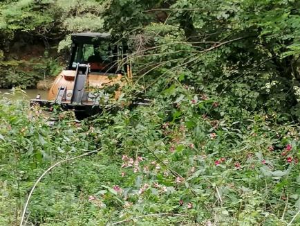 Ecologiştii acuză: O rezervaţie naturală distrusă cu buldozerul, în Bihor! ABA Crişuri pretinde că se fac decolmatări, de grija... trenurilor (FOTO)