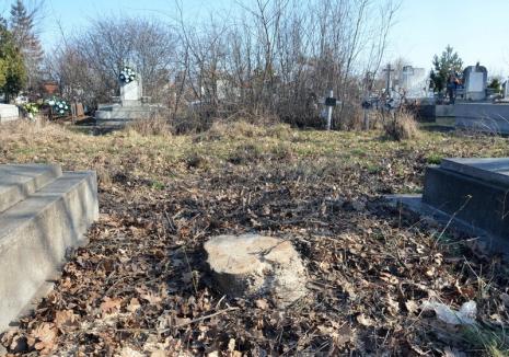 Defrişare ilegală! Garda de Mediu Bihor a sistat 'masacrul verde' din cimitirul municipal (FOTO)
