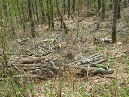 Nou furt de lemne descoperit la Dobreşti! Au fost tăiaţi arbori în valoare de peste 100.000 lei