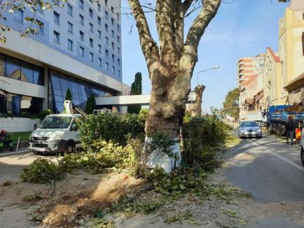 Lucrările la pasajul de pe Magheru: Defrişările se încheie joi, cu tăierea ultimilor cinci copaci din zona şantierului (FOTO)