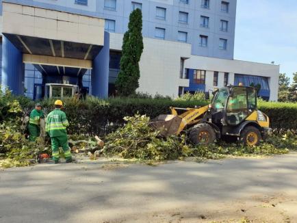 Lucrările la pasajul de pe Magheru: Defrişările se încheie joi, cu tăierea ultimilor cinci copaci din zona şantierului (FOTO)