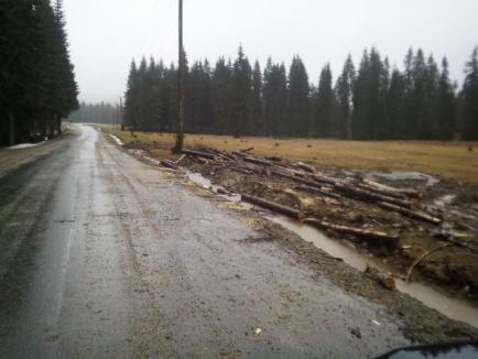 Drumul de 64 milioane de lei spre Padiş e distrus de lemnari: buştenii sunt târâţi şi curăţaţi pe asfalt şi pe păşunea protejată (FOTO)