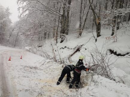 Pompierii au deblocat drumul dintre Roşia şi Damiş, unde doi copaci s-au prăbuşit pe carosabil (FOTO)