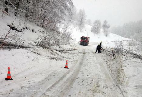 Pompierii au deblocat drumul dintre Roşia şi Damiş, unde doi copaci s-au prăbuşit pe carosabil (FOTO)