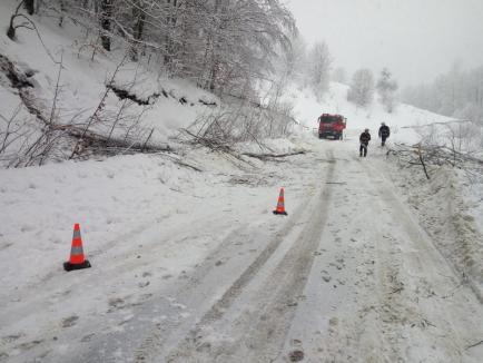 Pompierii au deblocat drumul dintre Roşia şi Damiş, unde doi copaci s-au prăbuşit pe carosabil (FOTO)