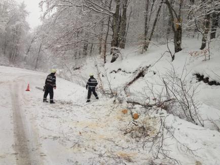 Pompierii au deblocat drumul dintre Roşia şi Damiş, unde doi copaci s-au prăbuşit pe carosabil (FOTO)