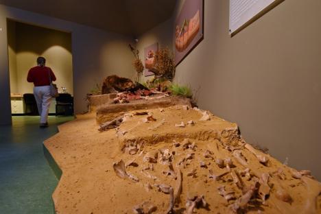 O balenă, un schelet de mamut și dinozauri descoperiți în Bihor, în expoziție la noua secţie de Ştiinţe ale Naturii din Muzeul Ţării Crişurilor (FOTO / VIDEO)