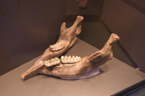 O balenă, un schelet de mamut și dinozauri descoperiți în Bihor, în expoziție la noua secţie de Ştiinţe ale Naturii din Muzeul Ţării Crişurilor (FOTO / VIDEO)