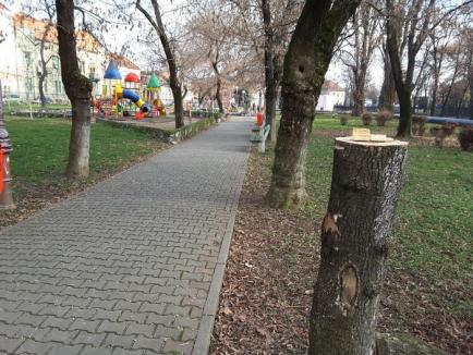 Defrişări masive în Parcul Bălcescu din Oradea. Mai mulţi copaci au fost tăiaţi sau ciopârţiţi (FOTO)