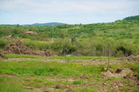 Dezastru în rezervație: Defrișare cu buldozerul în lunca protejată a Crișului Repede, ce adăpostește floră și faună pe cale de dispariție (FOTO)