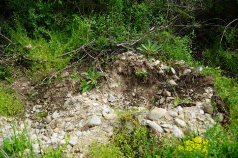 Dezastru în rezervație: Defrișare cu buldozerul în lunca protejată a Crișului Repede, ce adăpostește floră și faună pe cale de dispariție (FOTO)