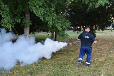 Împotriva ţânţarilor şi a muştelor: Urmează două etape de dezinsecţie, în Oradea