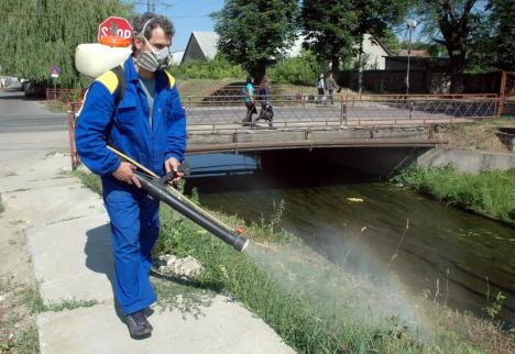 Urmează lucrări de dezinsecţie, deratizare şi tratamente fitosanitare în Oradea