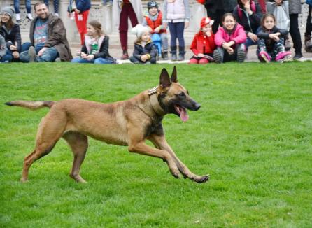 Premieră: Campionat mondial pentru câinii ciobănești, lângă Oradea. Intrarea va fi liberă