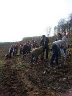 Luna plantării arborilor: Sute de voluntari au împădurit 42 de hectare de terenuri din Bihor (FOTO)