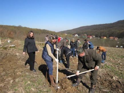 Luna plantării arborilor: Sute de voluntari au împădurit 42 de hectare de terenuri din Bihor (FOTO)