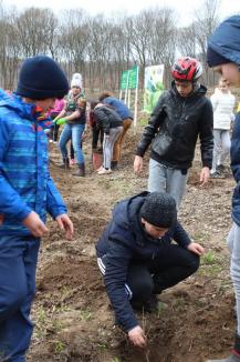 Luna plantării arborilor: Peste o mie de puieţi sădiţi în pădurile din Bihor (FOTO)