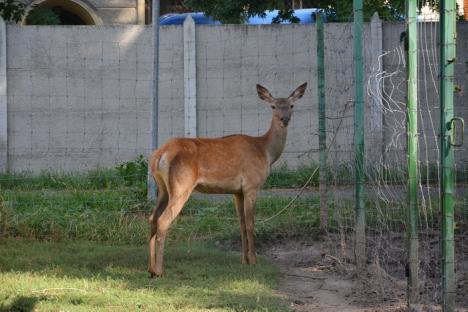 Zoo s-a sălbăticit! Extinsă şi refăcută din temelii acum 4 ani, Grădina Zoologică din Oradea s-a degradat sub ochii celor plătiţi s-o îngrijească (FOTO)