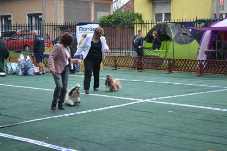 Dog Show: Cea mai mare expoziţie canină din România are loc în acest weekend la Oradea (FOTO)