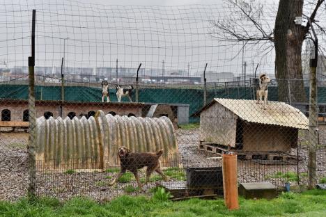 Dreptate pentru Muffy: Un câine tânăr de la Adăpostul Grivei din Oradea a murit imediat după ce a fost adoptat. Cine e vinovat? (FOTO)