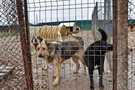 Dreptate pentru Muffy: Un câine tânăr de la Adăpostul Grivei din Oradea a murit imediat după ce a fost adoptat. Cine e vinovat? (FOTO)