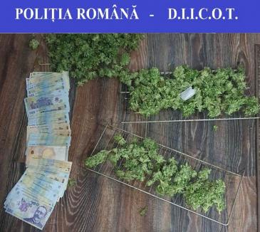 Tânăr din Aleşd sub control judiciar pentru trafic de droguri: cultiva cannabis şi aproviziona dealeri din Oradea, Aleşd şi Vadu Crişului (FOTO)