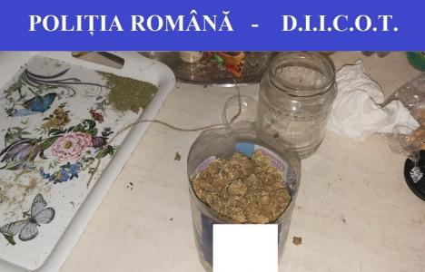 Tânăr din Aleşd sub control judiciar pentru trafic de droguri: cultiva cannabis şi aproviziona dealeri din Oradea, Aleşd şi Vadu Crişului (FOTO)